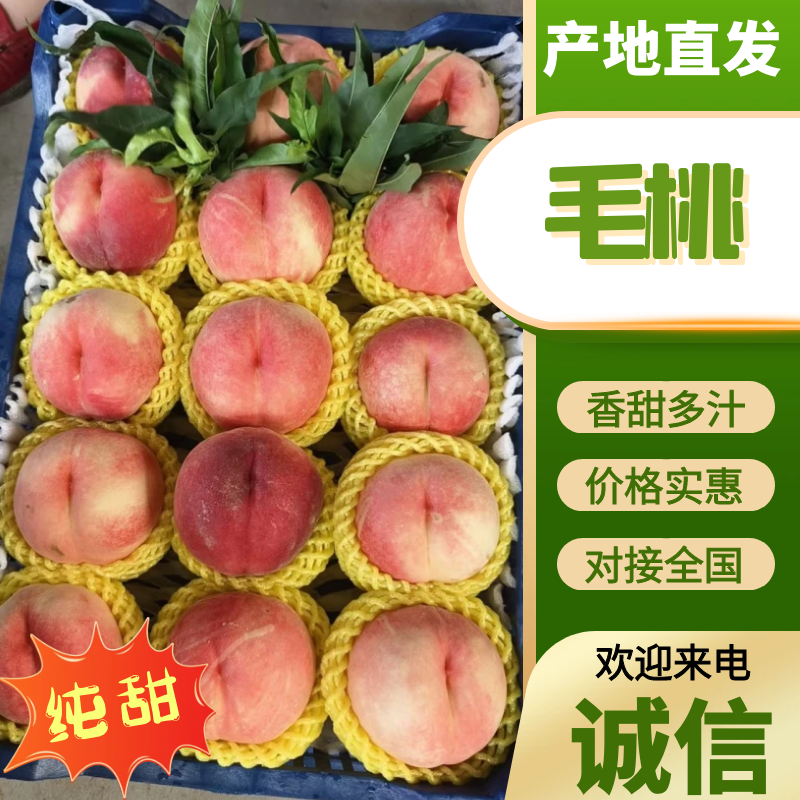 精品河北唐山陆地绿化久大毛桃，大量上市中