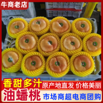 精品油蟠，大量有货需要的联系