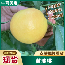 精品黄金黄油桃，大量上市中需要的老板联系