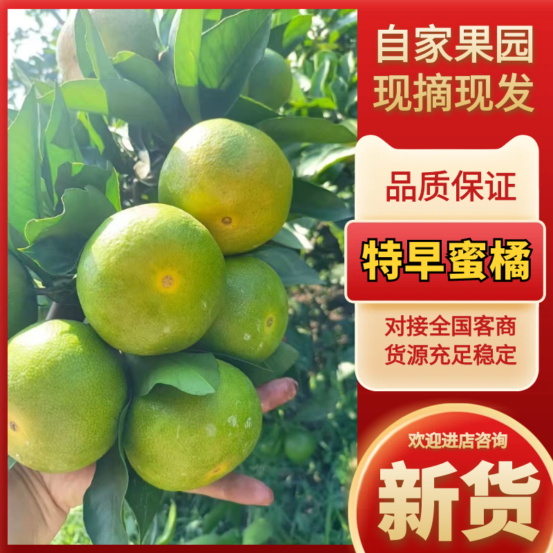 四川普早蜜橘特早蜜桔柑桔四川柑桔大量上市对接批发商超电商