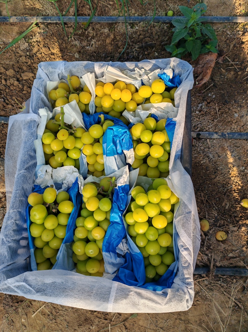 陕西渭南阳光玫瑰货源充足/精品阳光玫瑰葡萄量大优惠