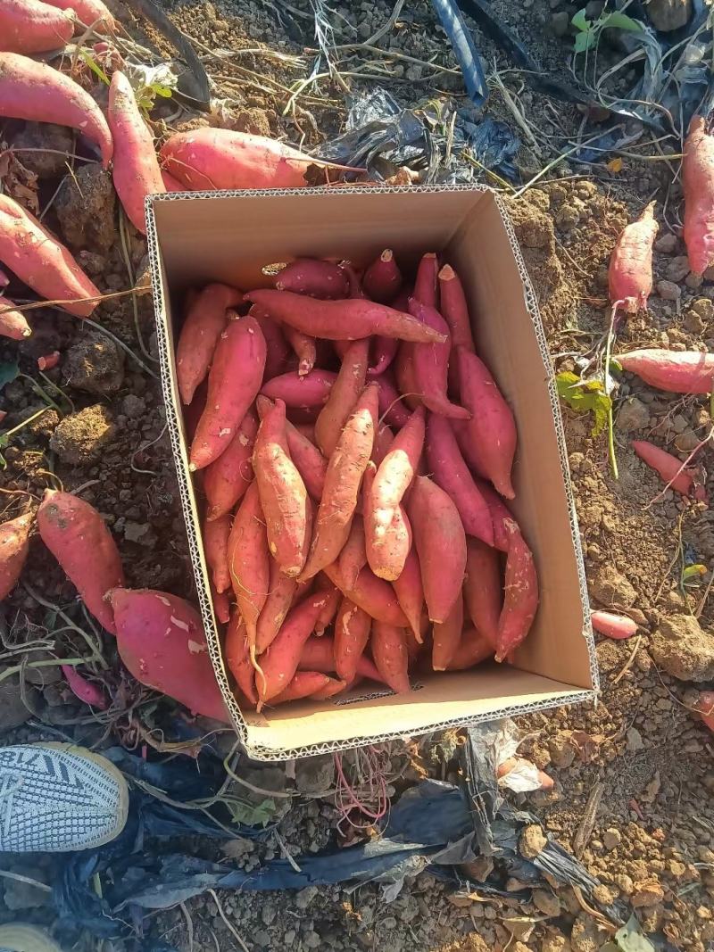 陕西渭南西瓜红红薯大量有货/精品西瓜红红薯量大优惠