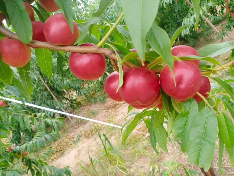 珍珠枣油桃基地直销量大质优价格优惠一手货源欢迎咨询