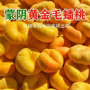 毛蟠桃基地直销量大质优价格优惠一手货源支持视频看货