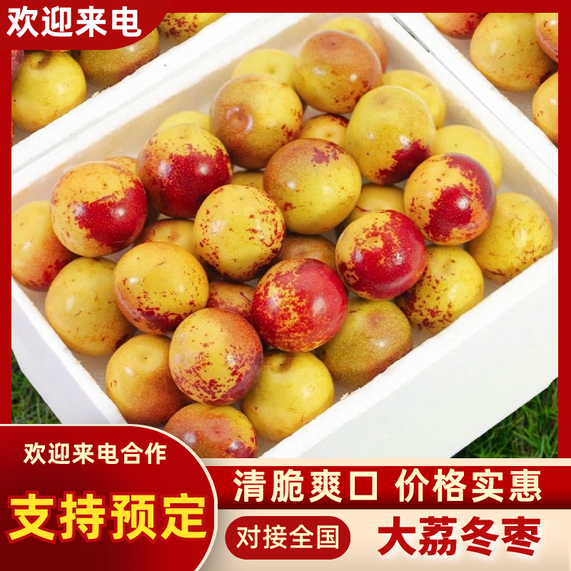 （精选）大荔冬枣陕西产区直发保质保量供货对接全国