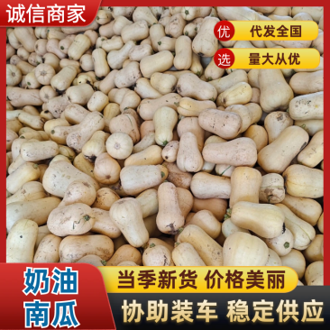 陕西汉中奶油南瓜品相好专业装货团队，一条龙服务
