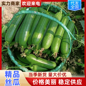 【一手货源】江苏短丝瓜香丝瓜油皮丝瓜产地直发质量好