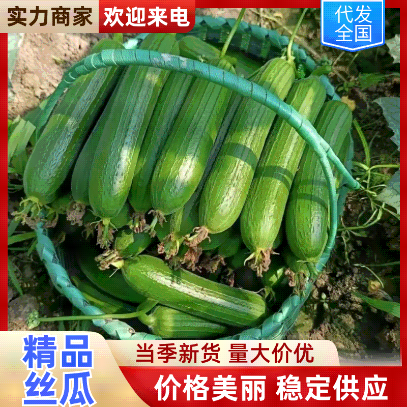 【一手货源】江苏短丝瓜香丝瓜油皮丝瓜产地直发质量好