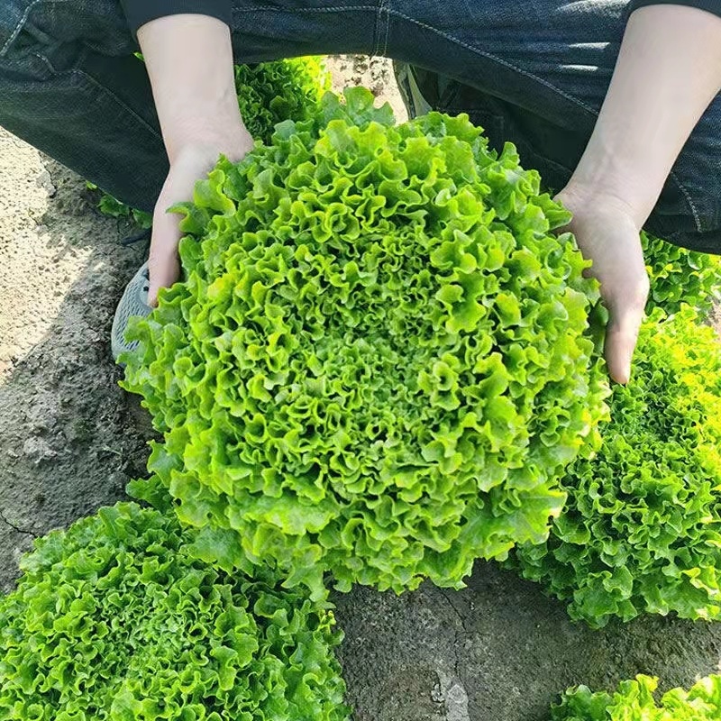 生菜苗大速生菜苗结球奶油意大利紫直立绿直立生菜苗孔雀菜苗