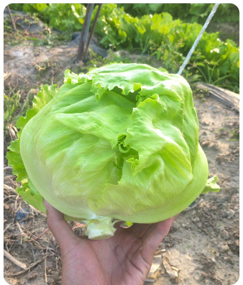生菜苗大速生菜苗结球奶油意大利紫直立绿直立生菜苗孔雀菜苗