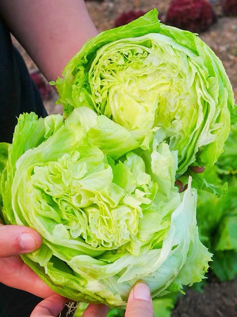 生菜苗大速生菜苗结球奶油意大利紫直立绿直立生菜苗孔雀菜苗