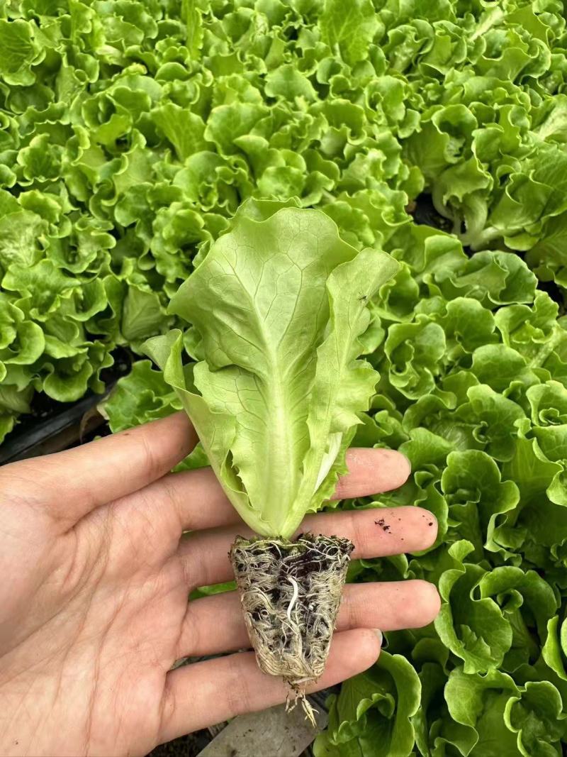 生菜苗大速生菜苗结球奶油意大利紫直立绿直立生菜苗孔雀菜苗