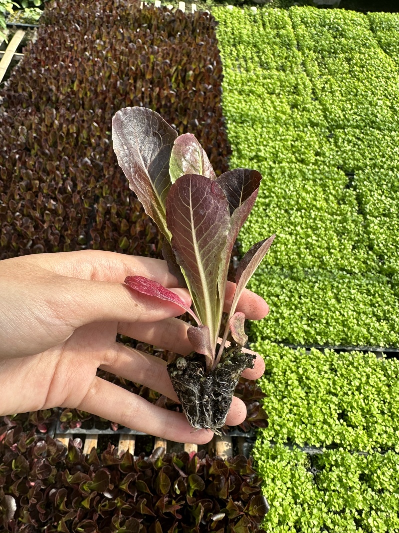 生菜苗大速生菜苗结球奶油意大利紫直立绿直立生菜苗孔雀菜苗