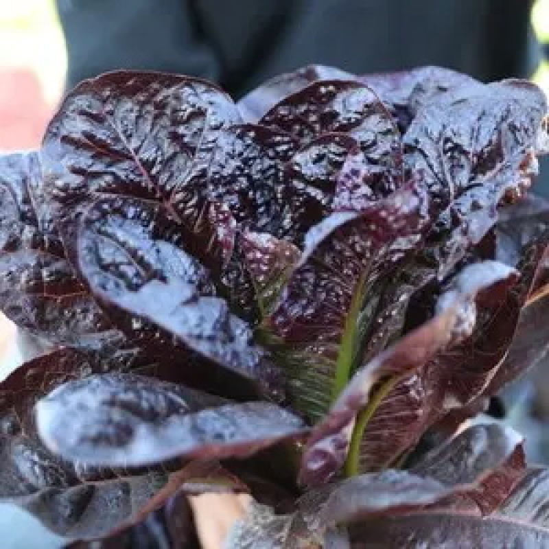 生菜苗大速生菜苗结球奶油意大利紫直立绿直立生菜苗孔雀菜苗