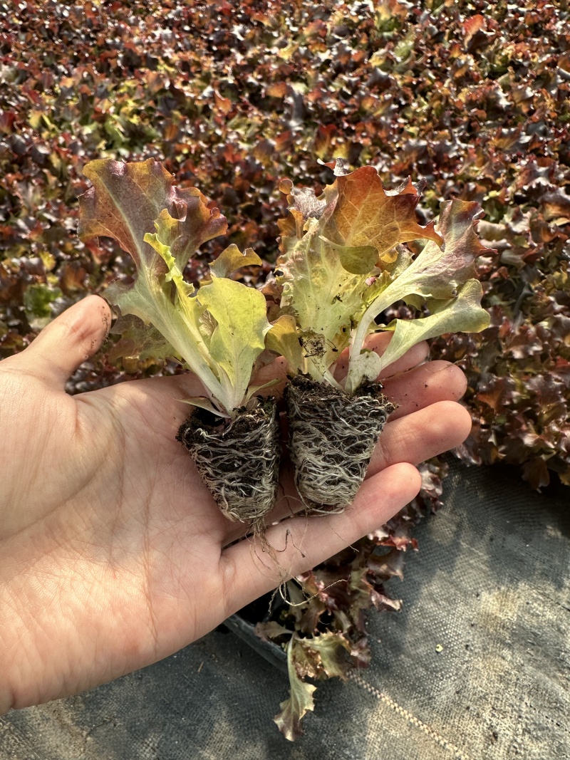 生菜苗大速生菜苗结球奶油意大利紫直立绿直立生菜苗孔雀菜苗