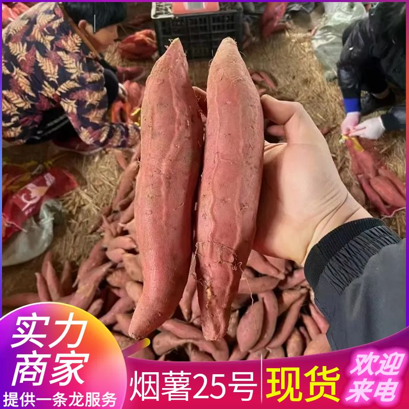 《烟薯25号》大量现货供应/可全国发货/山东红薯蜜薯