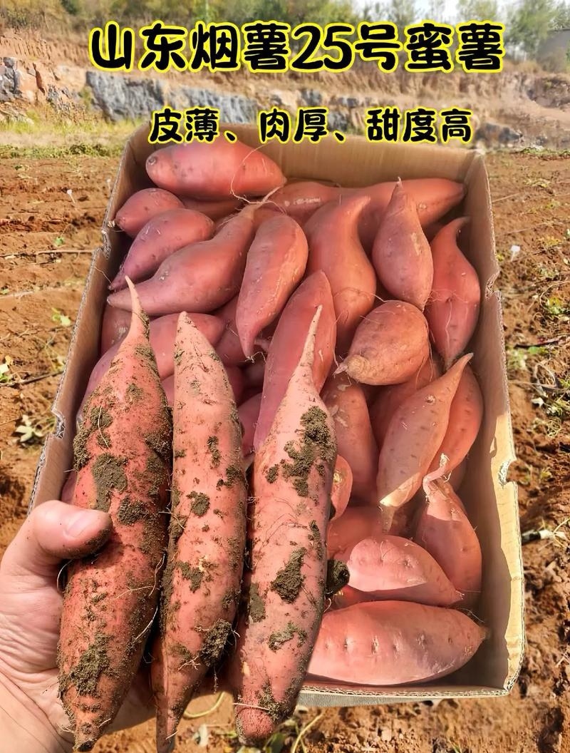 《烟薯25号》大量现货供应/可全国发货/山东红薯蜜薯