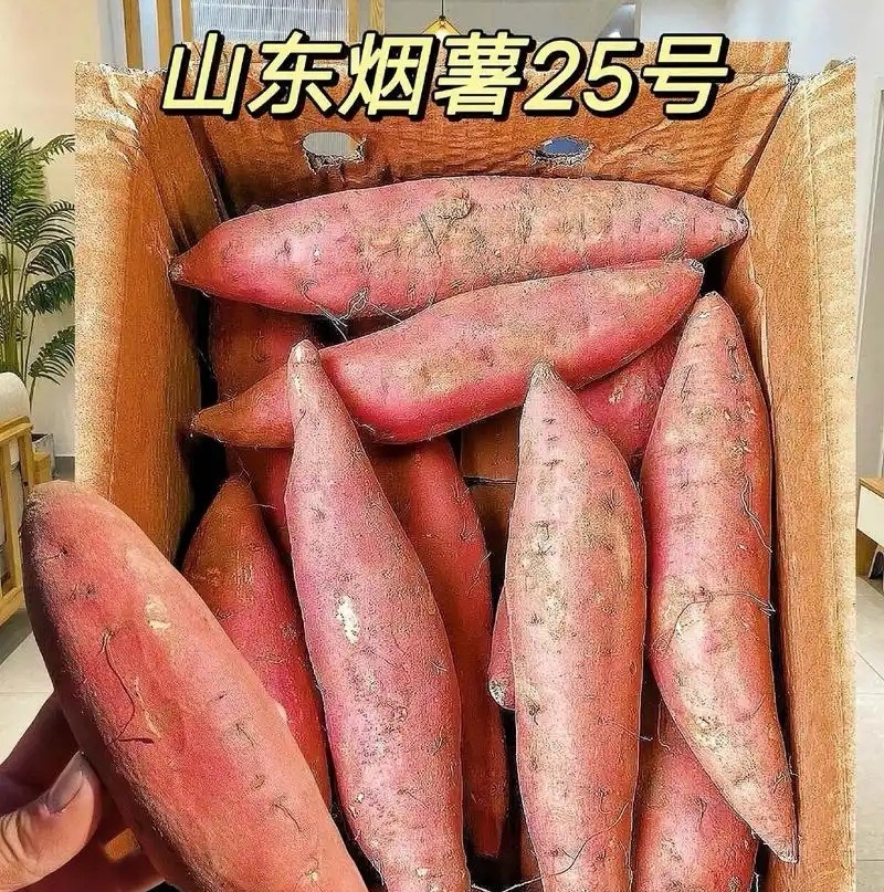 《烟薯25号》大量现货供应/可全国发货/山东红薯蜜薯