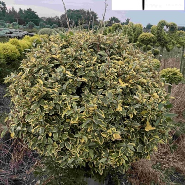 金边胡颓子球60-120公分基地现货批发庭院工程绿化