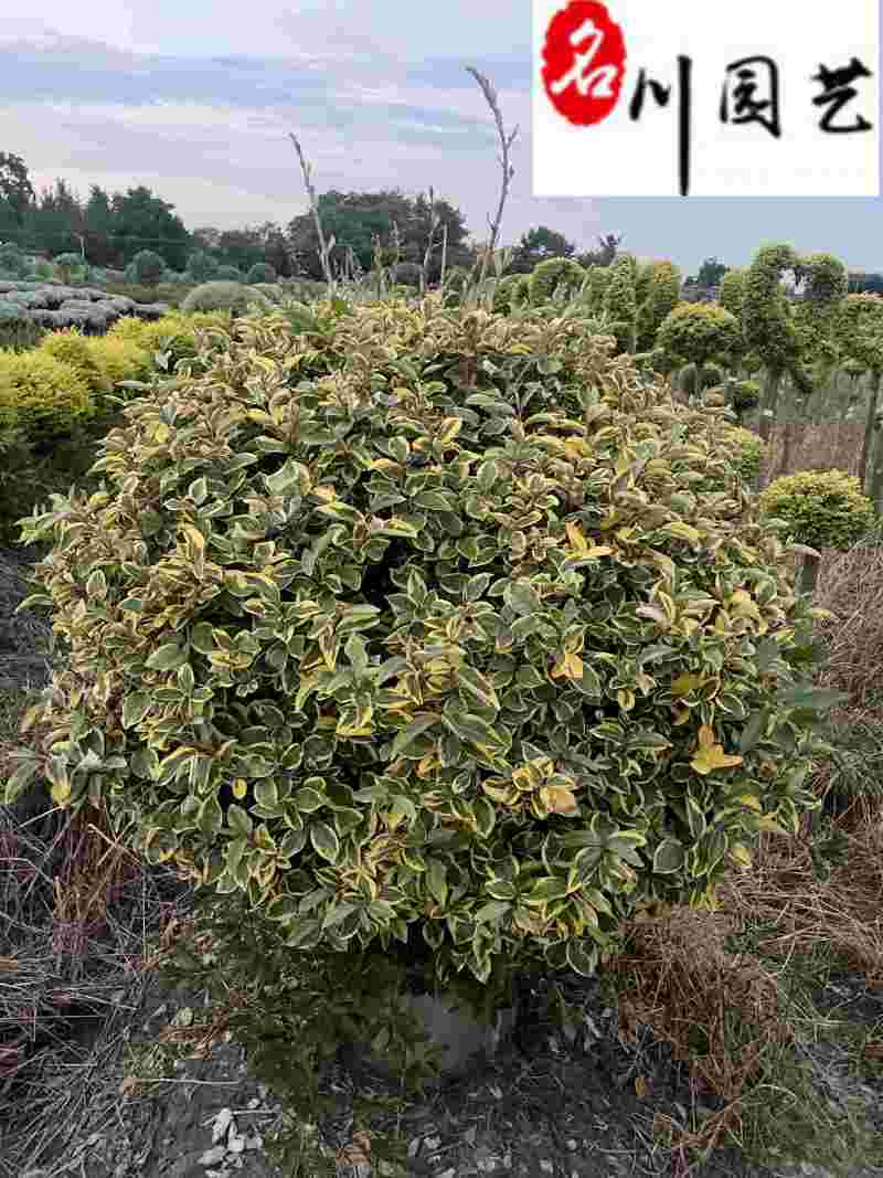 金边胡颓子球60-120公分基地现货批发庭院工程绿化