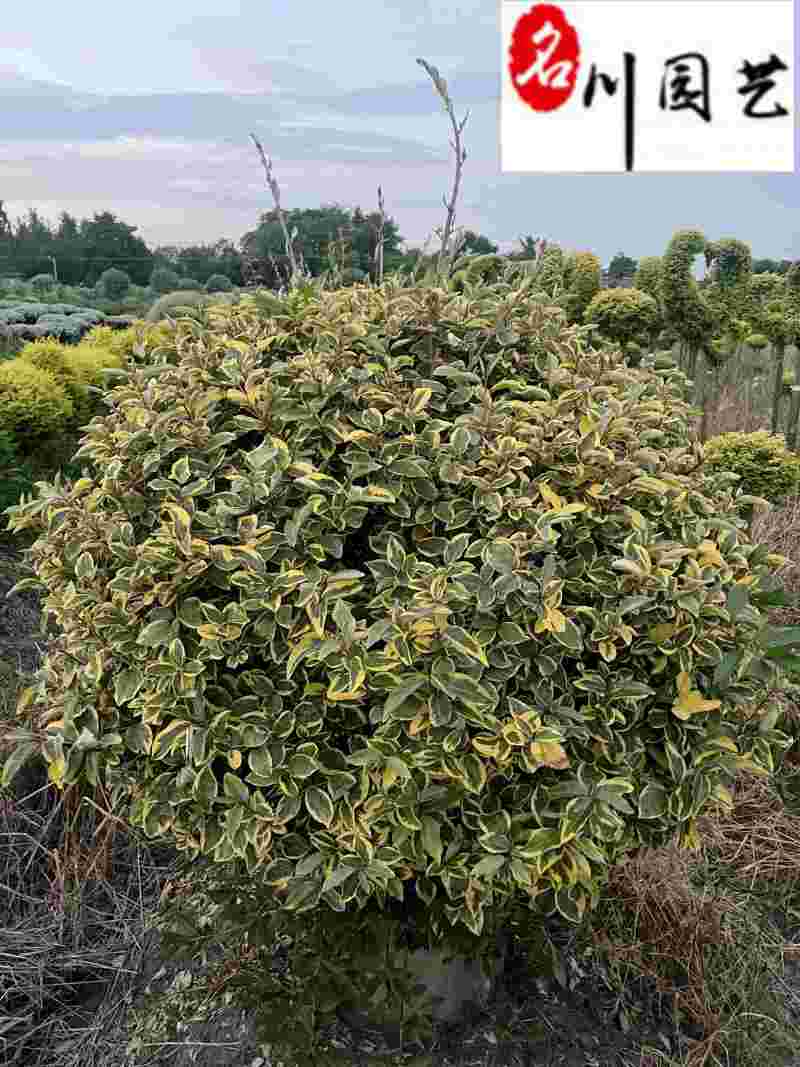金边胡颓子球60-120公分基地现货批发庭院工程绿化