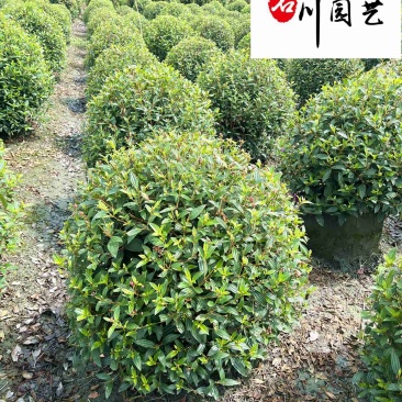 巴西野牡丹基地直销紫牡丹球自产自销60-120公分有