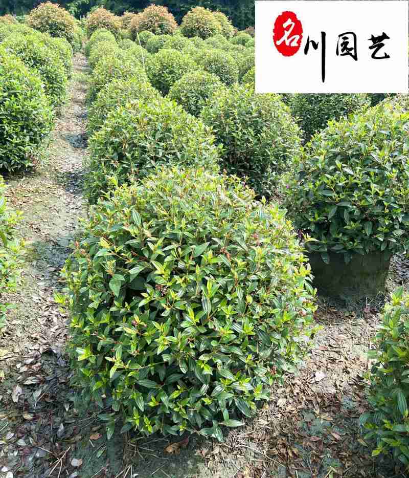 巴西野牡丹基地直销紫牡丹球自产自销60-120公分有