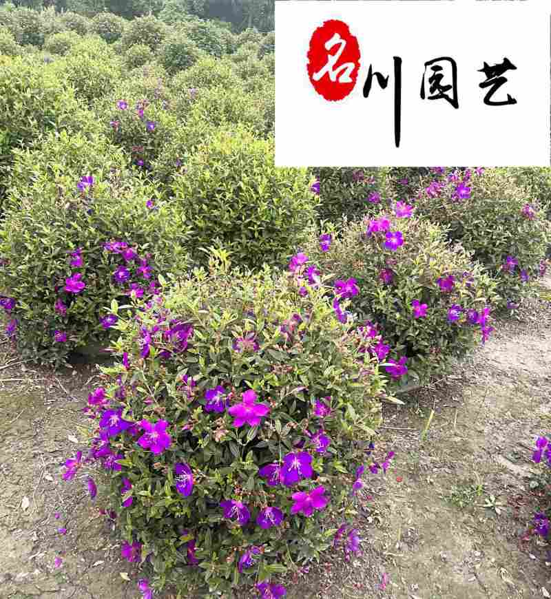 巴西野牡丹基地直销紫牡丹球自产自销60-120公分有
