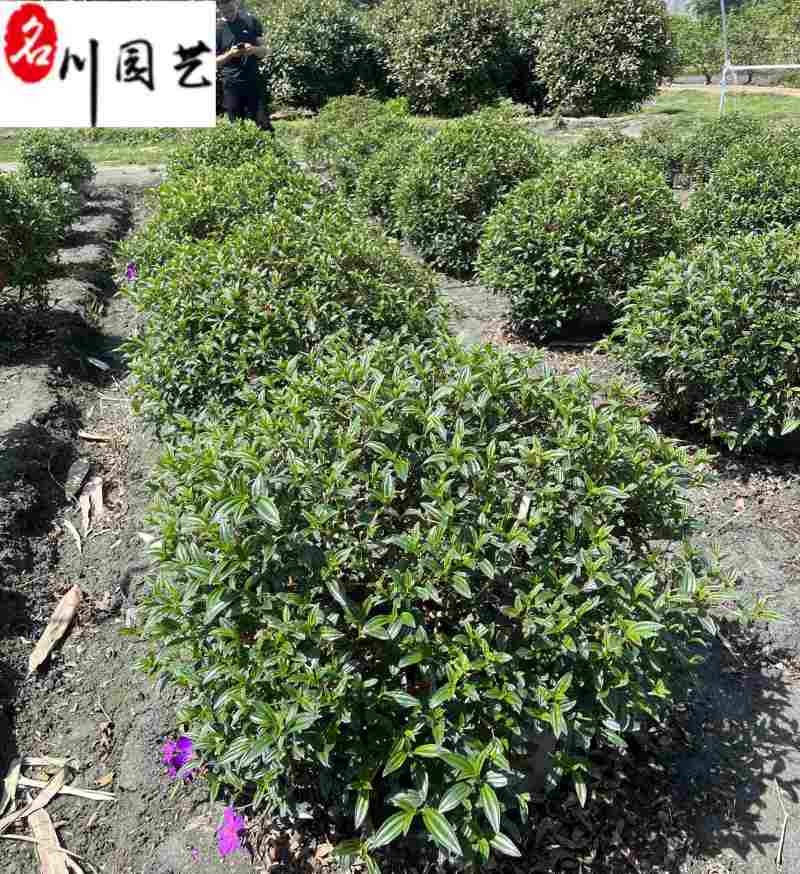 巴西野牡丹基地直销紫牡丹球自产自销60-120公分有