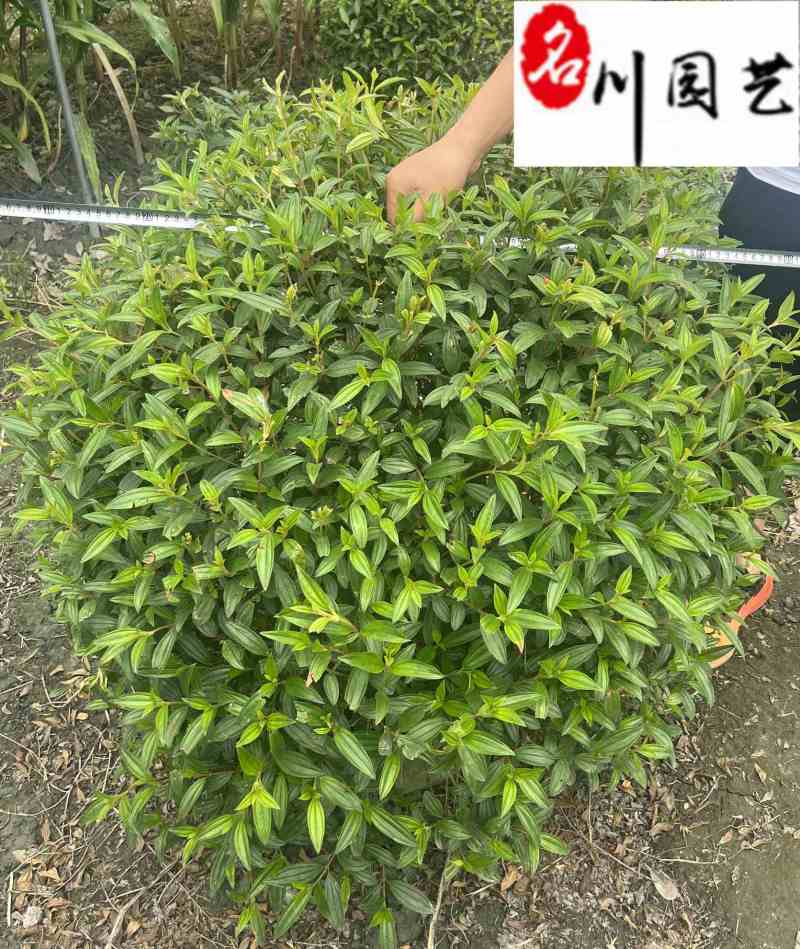 巴西野牡丹基地直销紫牡丹球自产自销60-120公分有
