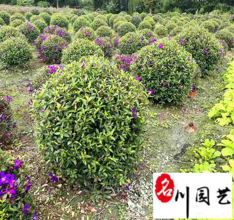 巴西野牡丹基地直销紫牡丹球自产自销60-120公分有
