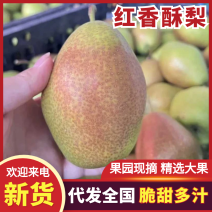 【精品货源】山西运城红香酥梨口感酥脆自产自销可对接全国
