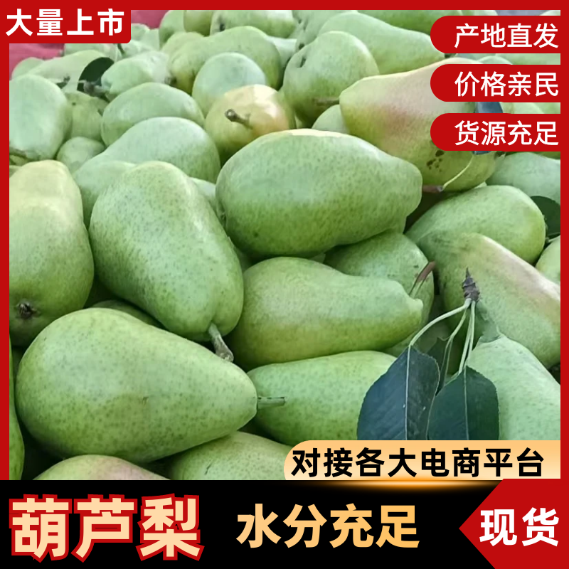 【葫芦梨】山西运城葫芦梨啤梨三季梨可对接工厂电商市场