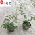 金银花盆苗杯苗批发50-150公分金银花价格量大价优