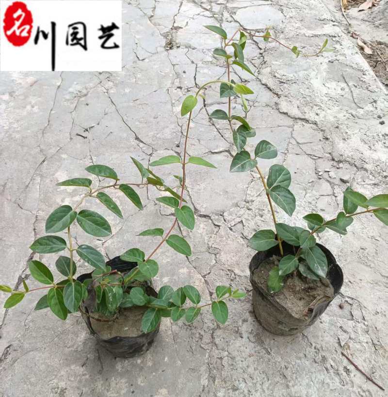 金银花盆苗杯苗批发50-150公分金银花价格量大价优