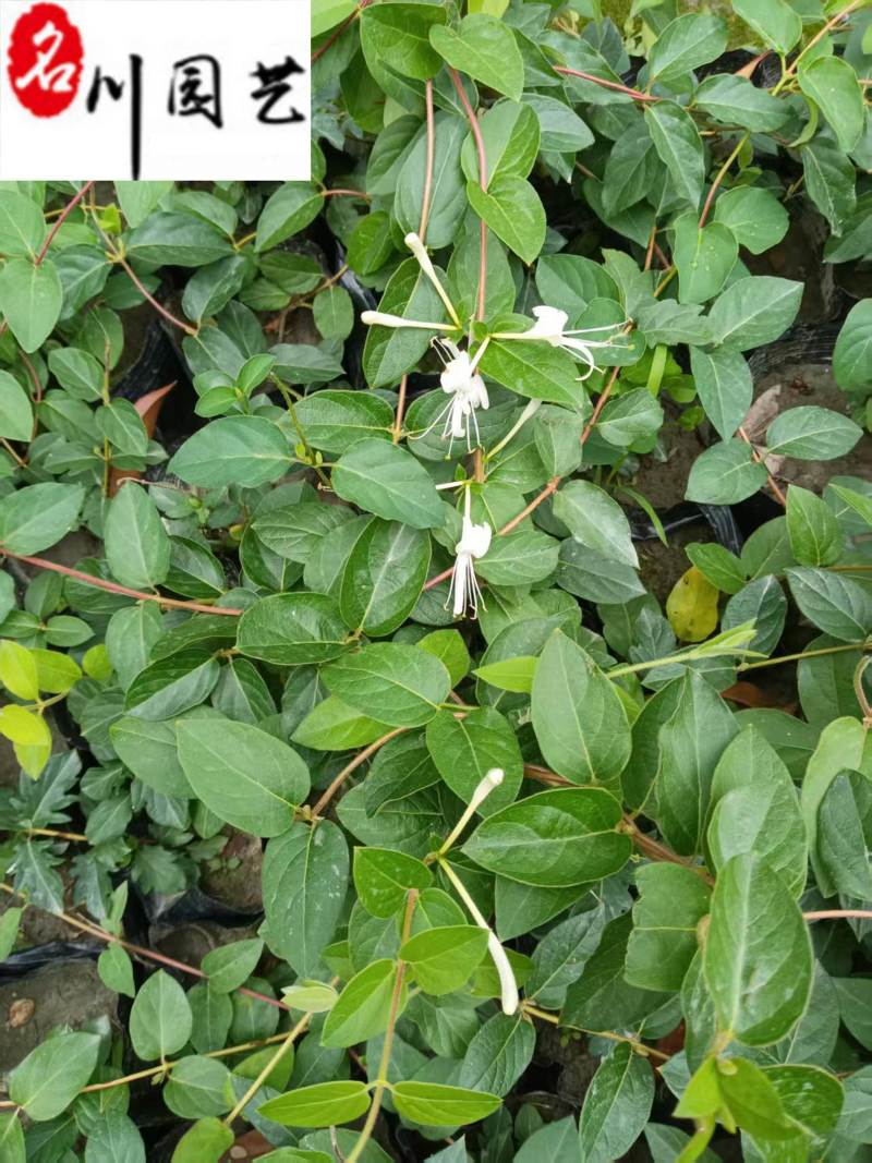 金银花盆苗杯苗批发50-150公分金银花价格量大价优