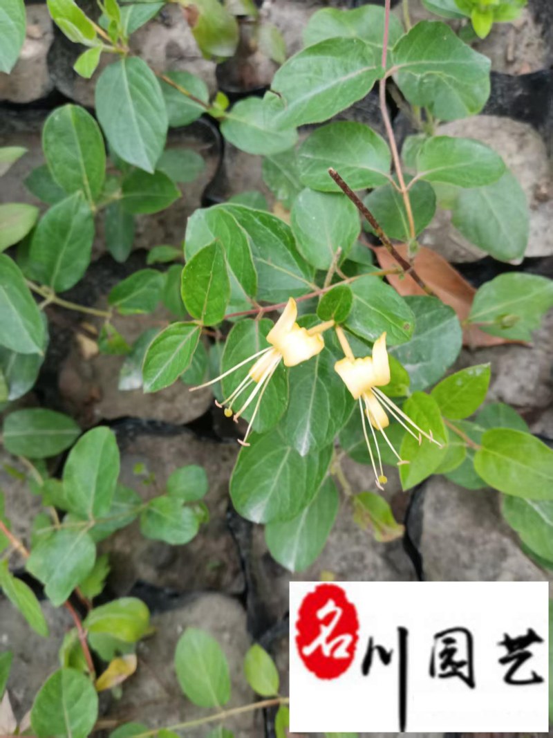 金银花盆苗杯苗批发50-150公分金银花价格量大价优