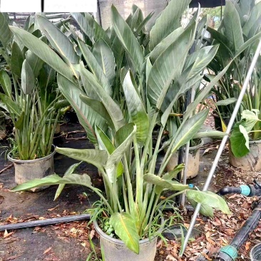 出售精品鹤望兰盆栽室内大型盆景绿植成都鹤望兰基地直销