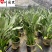 出售精品鹤望兰盆栽室内大型盆景绿植成都鹤望兰基地直销