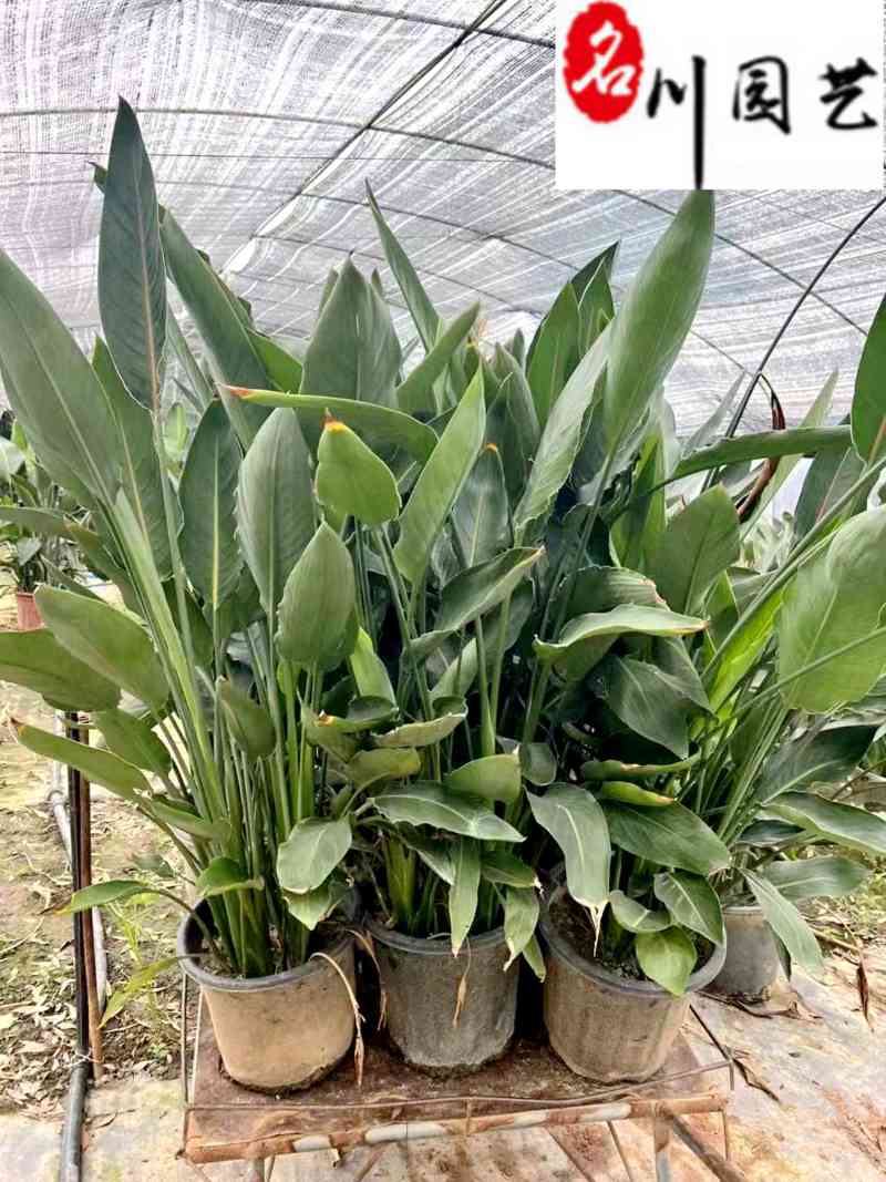 出售精品鹤望兰盆栽室内大型盆景绿植成都鹤望兰基地直销