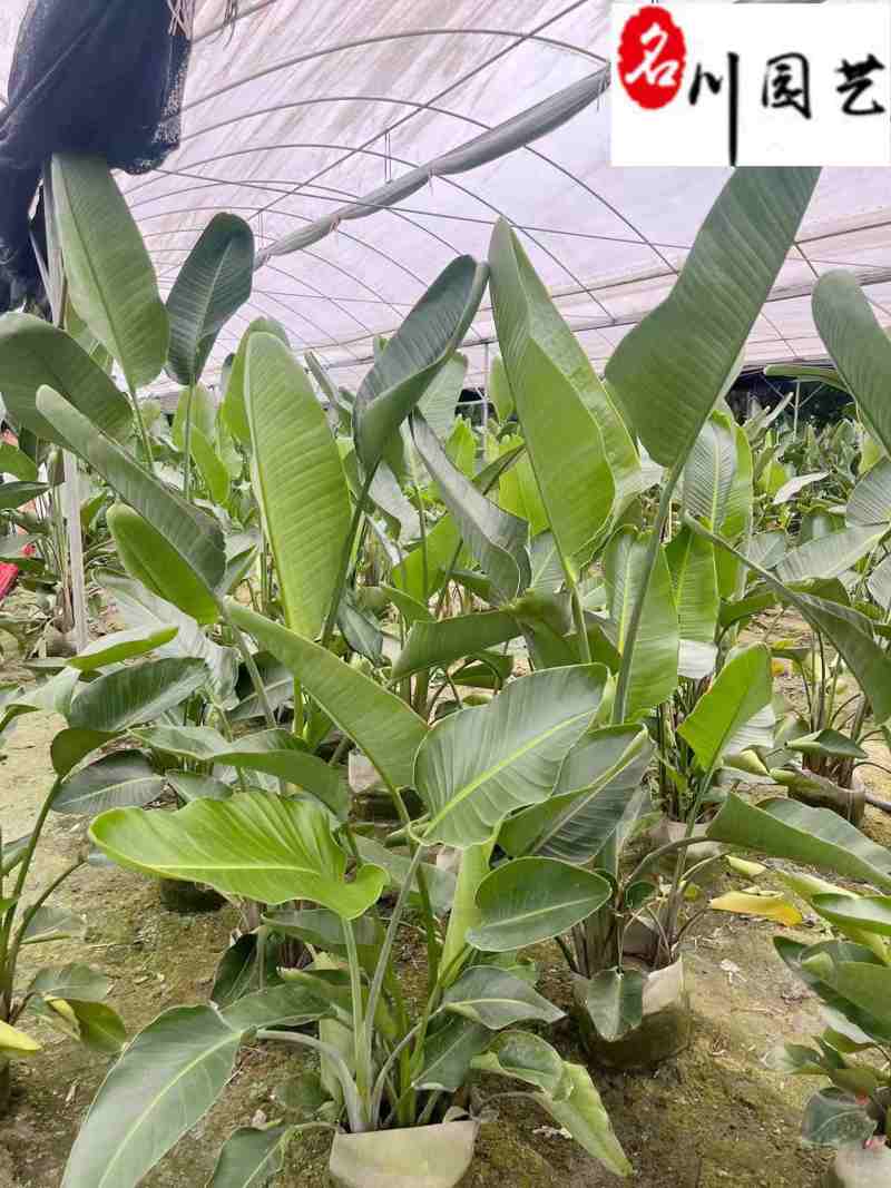天堂鸟盆栽批发大型室内办公室绿植四川天堂鸟基地价格