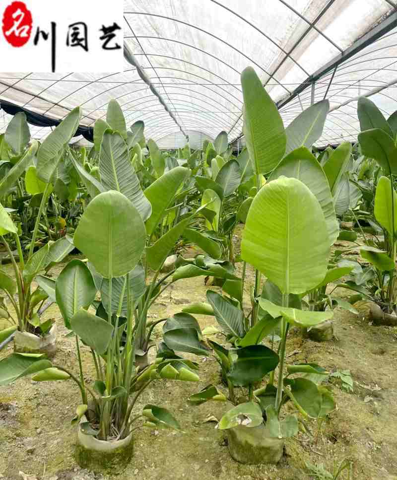 天堂鸟盆栽批发大型室内办公室绿植四川天堂鸟基地价格