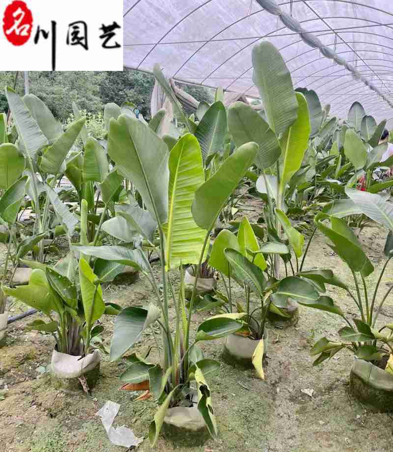 天堂鸟盆栽批发大型室内办公室绿植四川天堂鸟基地价格