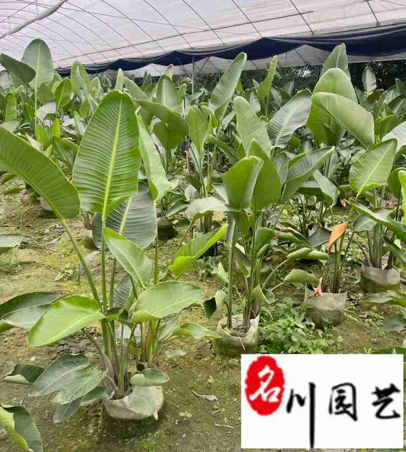 天堂鸟盆栽批发大型室内办公室绿植四川天堂鸟基地价格