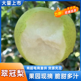 【实力推荐】江苏东台 翠冠梨 产地直销可对接各大市场