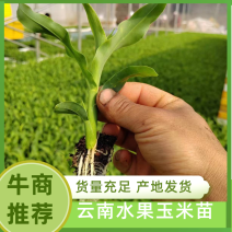 水果玉米苗，质量保证，成活率高，量大从优，苗厂直发。