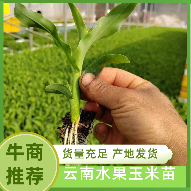 水果玉米苗，质量保证，成活率高，量大从优，苗厂直发。