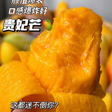 广西贵妃芒
