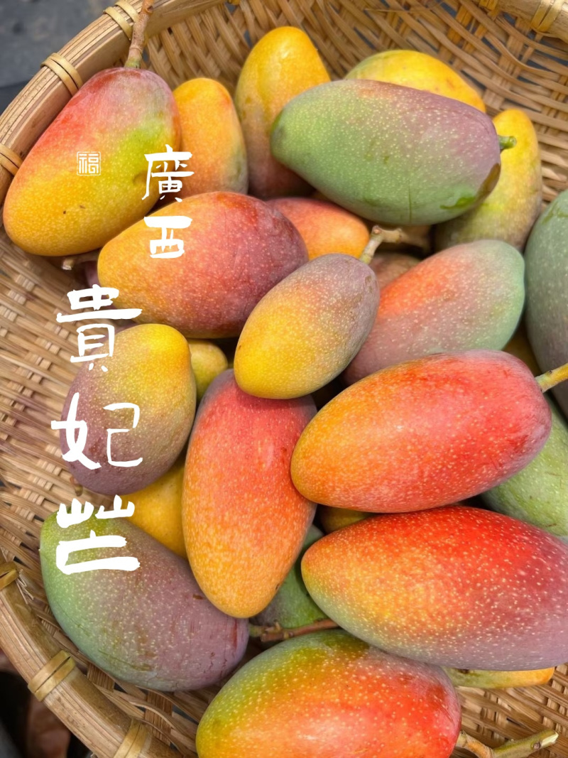 广西贵妃芒