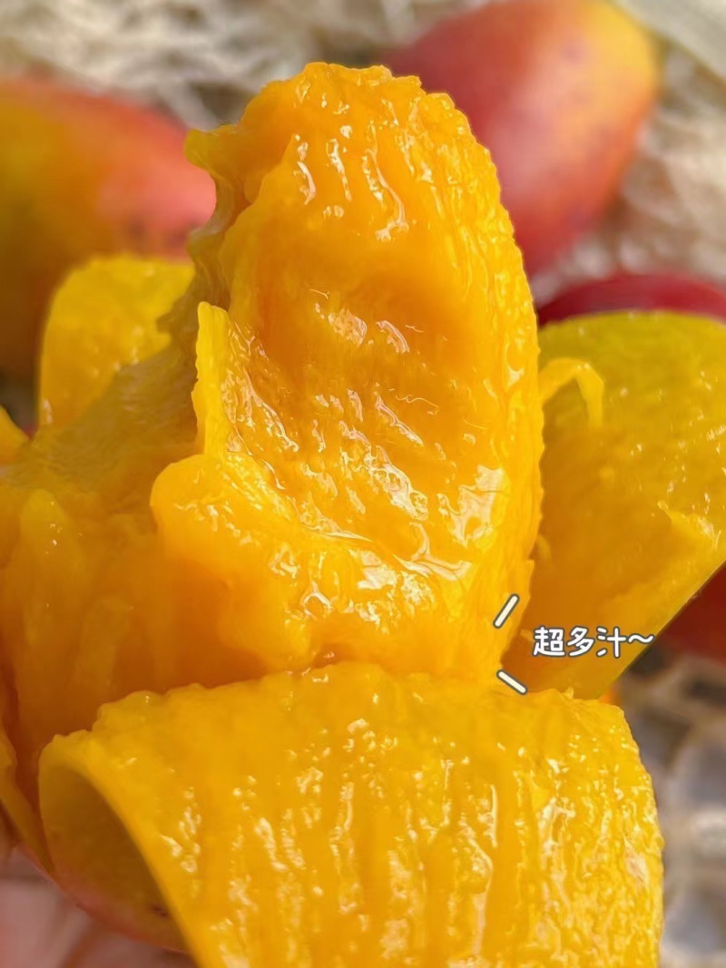 广西贵妃芒